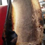 Cforcar Facel Vega Restoration 1 135